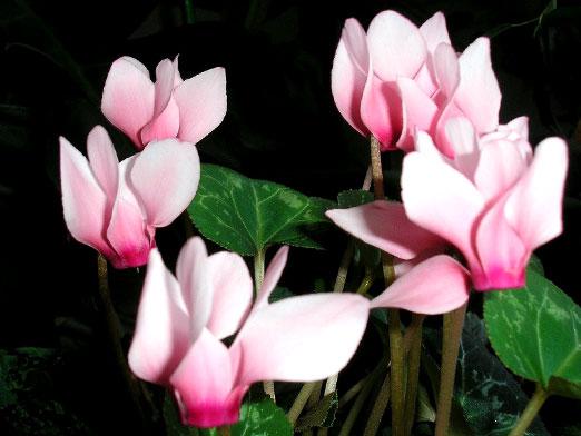 วิธีการดูแล cyclamen?