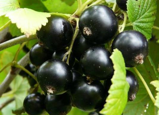 สิ่งที่เป็นประโยชน์สำหรับ currants?