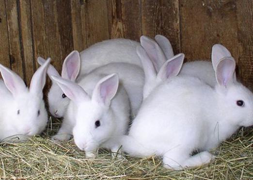 กระต่ายสีขาวฝันถึงอะไร?