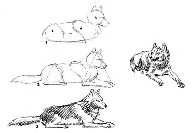 วิธีการวาดหมาป่าในขั้นตอนดินสอโดยขั้นตอน?