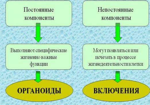 organelles คืออะไร?