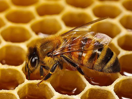 น้ำผึ้งจะทำอย่างไร?
