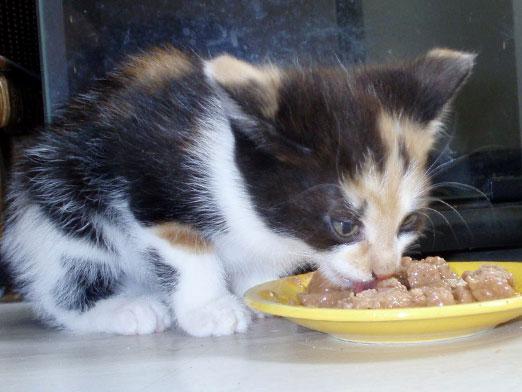 สิ่งที่ให้อาหารลูกแมว?