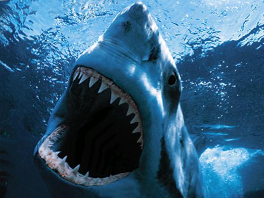 ฟันมีฉลามกี่ซี่?
